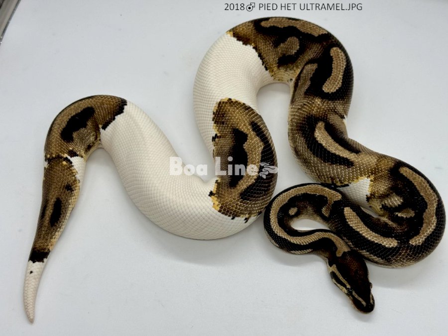 PIED HET ULTRAMEL